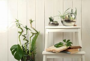 Vasi rotondi di vetro per ingresso