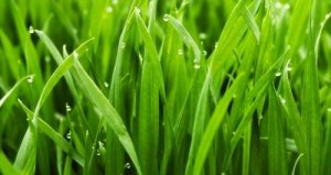 Consigli per mantenere il prato del giardino alla perfezione