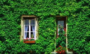 Edera per esterno: recinzioni, cancelli e pareti