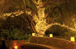 Ghirlande sull'albero.