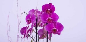 Fiori di orchidea