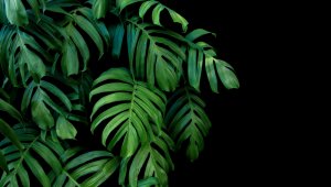 Monstera pianta tropicale