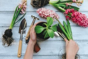 Cinque piante perfette per il vostro giardino