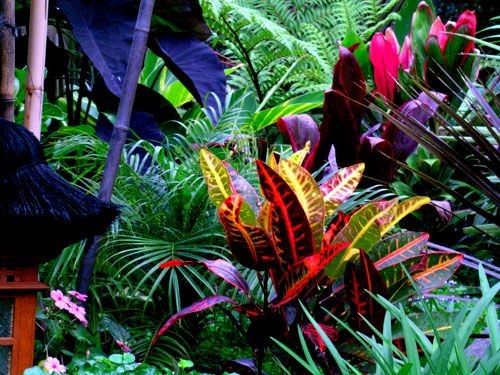 Piante Tropicali Da Appartamento Foto.Le Migliori Piante Tropicali Per La Decorazione Degli Interni