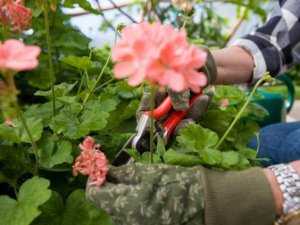 Potatura del giardino: gli aspetti da prendere in considerazione