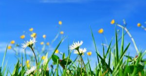 Consigli per rimuovere le erbacce dal vostro giardino