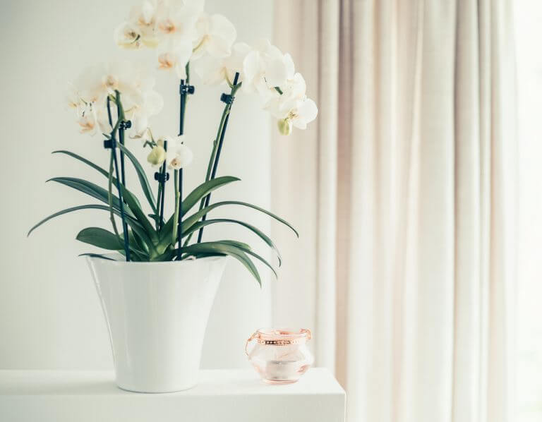 orchidee bianche con vaso bianco