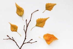 Come creare composizioni per quadri usando foglie secche