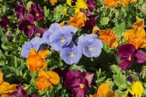 Usare i fiori appassiti: 4 idee interessanti