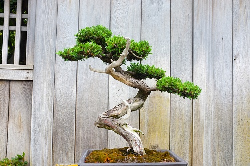 Bonsai grande dentro vaso quadrato