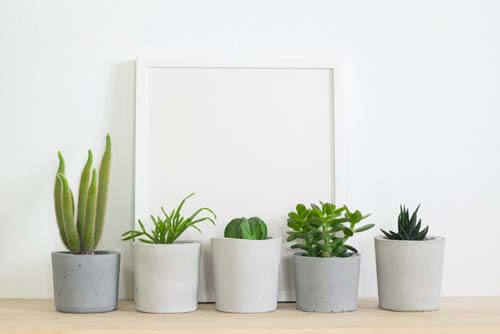 Cinque vasi con piante grasse