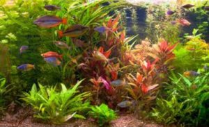 Consigli pratici per installare un acquario in casa