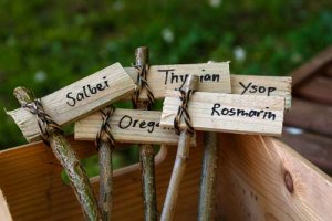 Consigli per seminare le spezie a casa vostra