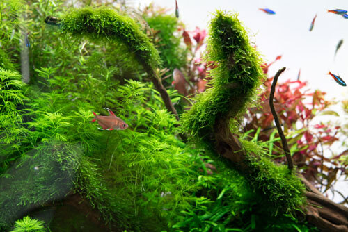 Alghe spesse in un acquario