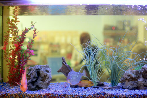 Bisogna informarsi prima di montare un acquario in casa