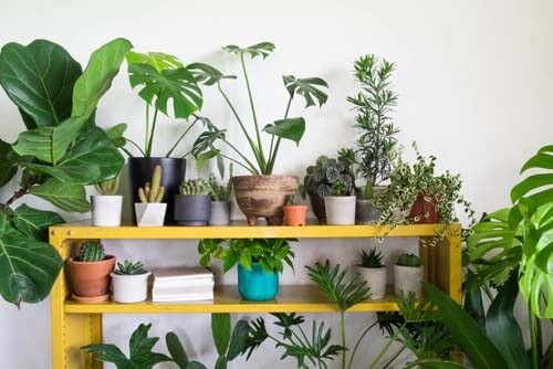 I vasi sono accessori indispensabili per la casa