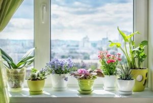 Le differenze tra i vasi di plastica e ceramica per le piante