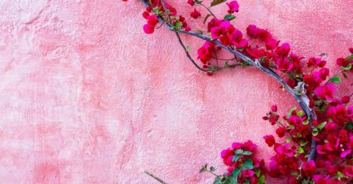 piante rampicanti fiorite