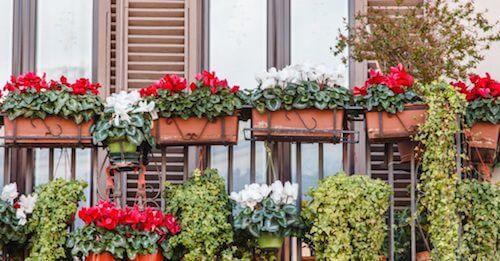 balcone con vasi di fiori e piante