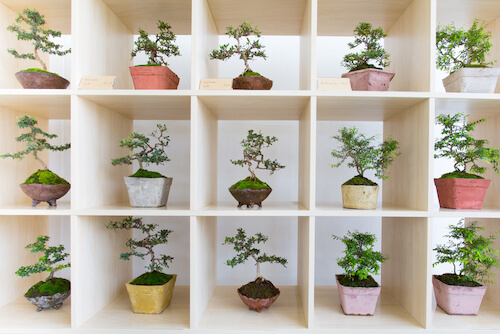 bonsai da interno sulle mensole