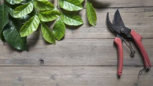 Prendersi cura delle piante potando le foglie secche