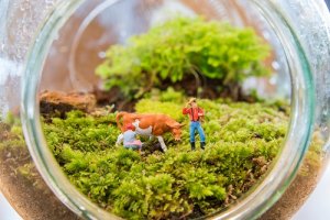 Giardini in miniatura: piccoli gioielli verdi fai-da-te
