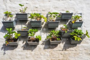Come creare un orto sul terrazzo di casa