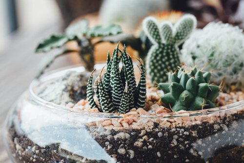 Realizzare un terrario per la vostra casa