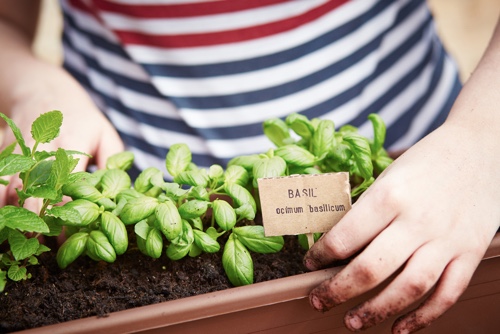 Basilico in un orto sul terrazzo