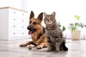 Animali e arredamento: come evitare il peggio