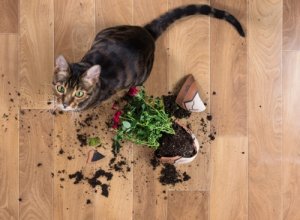 Animali domestici: abitudini quotidiane per una casa sempre pulita