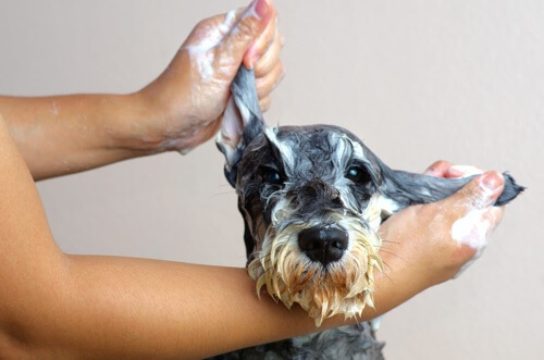 Fare il bagno al cane