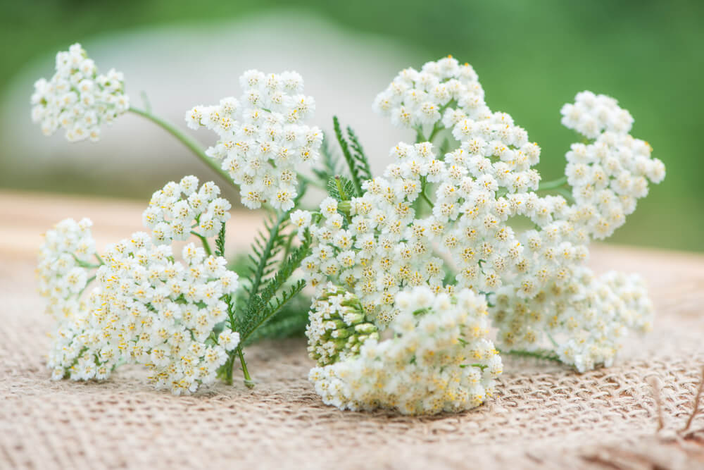 Achillea millefoglie