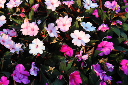 Impatents Walleriana