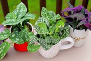 Come riciclare tazze e tazzine per decorare la casa