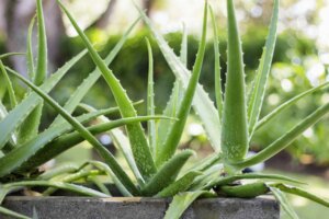 Pianta di aloe vera