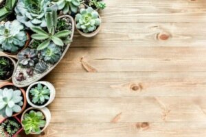 Le succulente: una nuova ossessione naturale