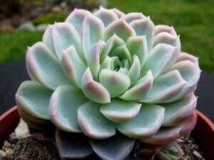 Rosa di alabastro, un tipo di succulenta per la casa