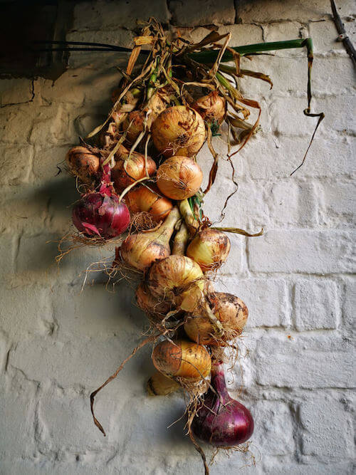 treccia di cipolle rosse e bianche
