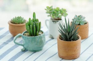 Vasetti di succulente di ceramica