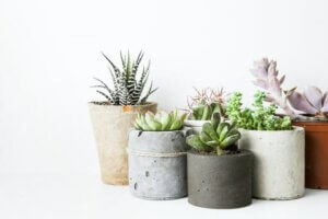 Vasetti colorati contenenti delle piante succulente