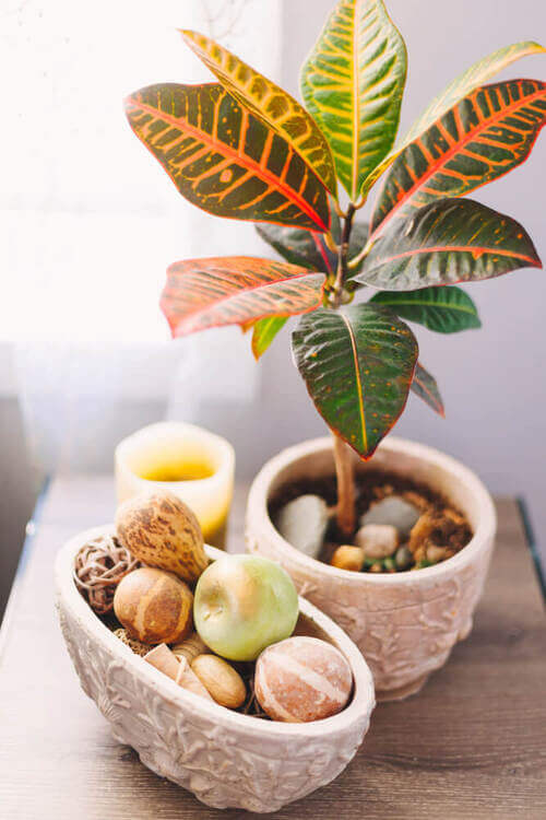 Piante con le foglie colorate