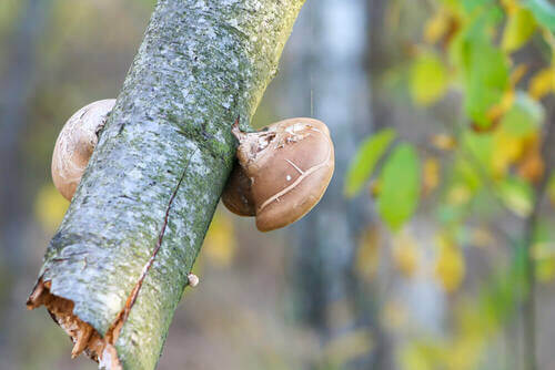 Funghi di bosco su un ramo.