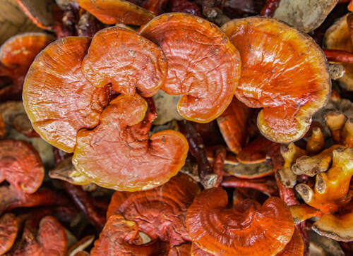 Ganoderma lucidum.