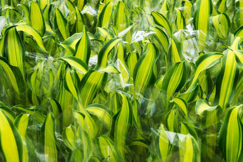 Piante che purificano l'aria