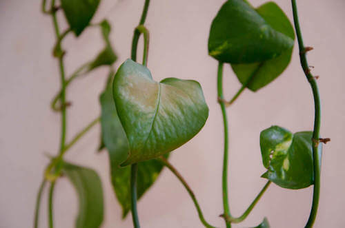 Pianta di potus con rami cadenti