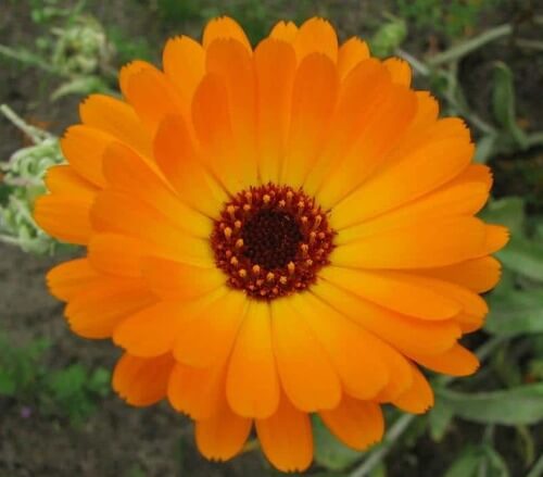 Fiore di calendula. Piante anti zanzare.