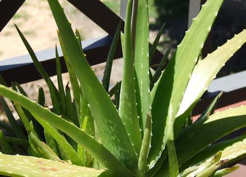 Pianta di aloe vera.