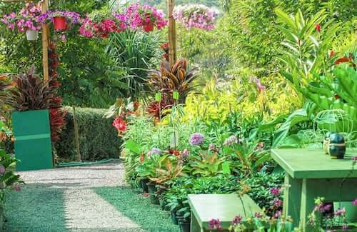 Giardino con piante fiorite.