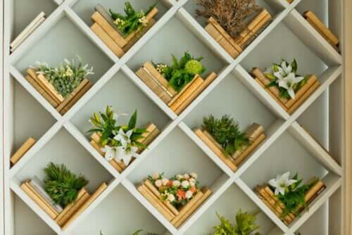 Scaffale con piante